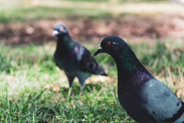 Palomas