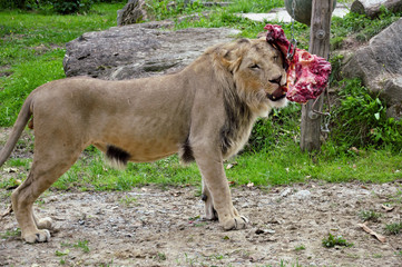 Lion is a piece of meat in the zoo