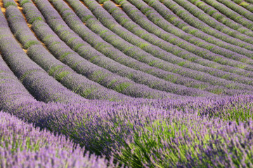 Fototapeta na wymiar Lavender field in Saint Jurs, Provence, France