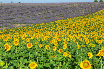 Sunflowers field and lavender field near Valensole, Provence, France