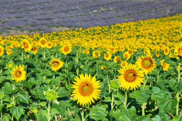 Sunflowers field and lavender field near Valensole, Provence, France