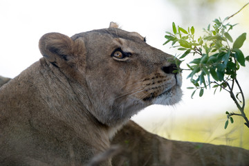 Female lion, lioness in the wilderness of Africa