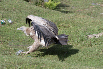 Himalayan vulture or Himalayan griffon vulture is an Old World vulture in the family Accipitridae. Closely related to the European griffon vulture 