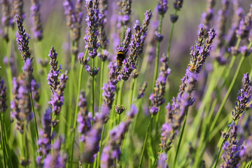 Fototapeta premium Close up of lavender plant near Saint Jurs, Provence, France