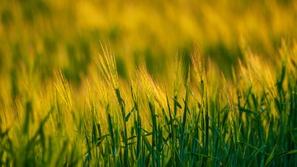 Green ears and stalks of wheat in the evening light of the setting sun.