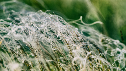 Golden ears and stalks of grass feather grass against a blue sky.