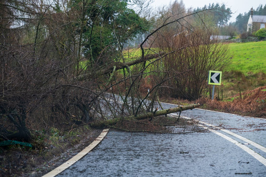 Fallen tree blocking the road in the peak district during Storm Ciara, UK. February 2020