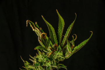 Ripened French cookies variety of marijuana flower with black background