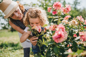 Small girl with senior grandmother smelling roses in the backyard garden.