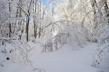 Trees covered with hoarfrost and snow in mountains