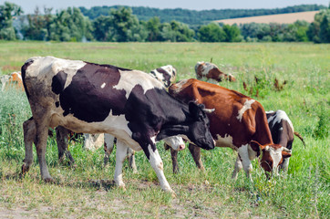 Fototapeta na wymiar Cows graze in a field on green grass