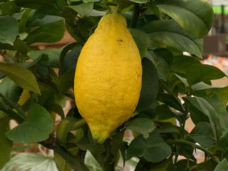 Its A Lemon