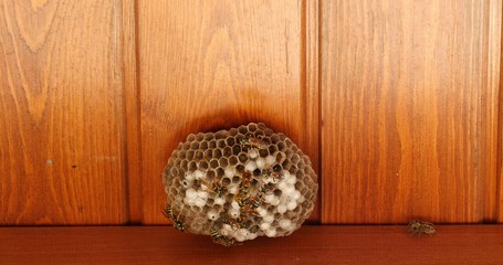 Closeup of wasps working on wasp hive and spider getting ready for attack.