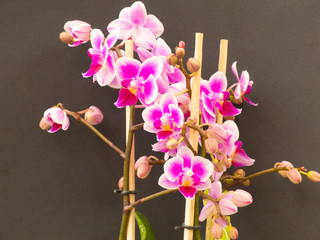 the beautiful fragile Orchid