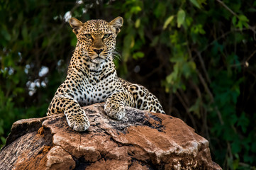 Afrikanischer Leopard, der eine Umgebung im Samburu National Reserve, Kenia beobachtet. Erstaunlicher Leopard im Naturlebensraum. Wildlife-Szene. Panthera pardus pardus.