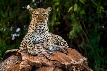 Papier Peint photo Léopard Léopard d& 39 Afrique observant un environnement dans la réserve nationale de Samburu, au Kenya. Léopard incroyable dans l& 39 habitat naturel. Scène de la faune. Panthera pardus pardus.