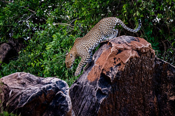 African leopard descend from observation rock in Samburu National Reserve, Kenya. Amazing leopard in the nature habitat. Wildlife scene. Panthera pardus pardus.