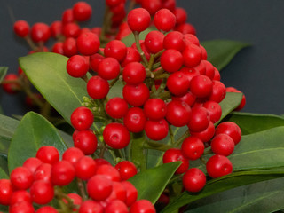 Red Berries plant