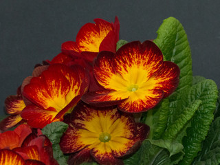 The Colorful Pansy