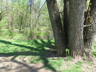 Obraz premium trees in the forest