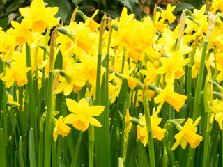  The daffodil