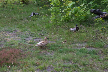 Stockenten - Lauf mir nicht über den Weg
