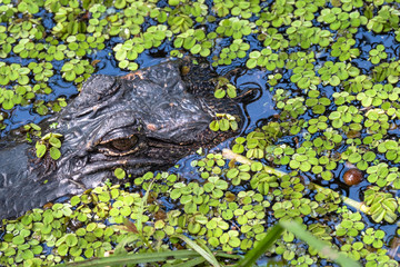 Closeup of Alligator on the Surface of Bayou Coquille in the Barataria Preserve of Jean Lafitte...