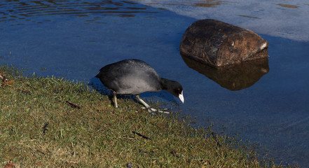 (Fulica atra) Blässhuhn beim Picken im grünen rasen am tegernsee