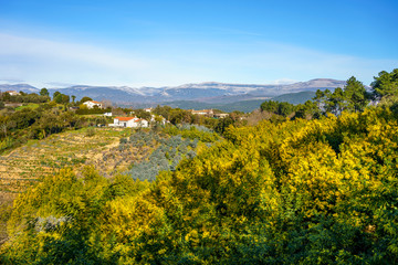 Vue panoramique sur le massif de Tanneron, arbres de mimosa en fleurs, sud de France.	