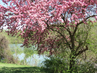Fototapeta premium blooming cherry tree in spring