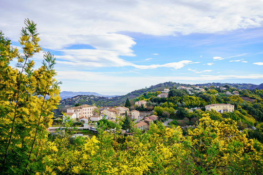 Vue panoramique sur le village de Tanneron, arbres de mimosa en fleurs, sud de France.	