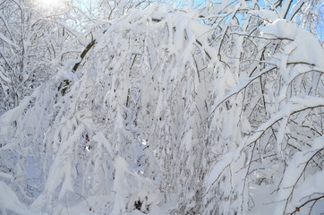 Trees covered with hoarfrost and snow in mountains