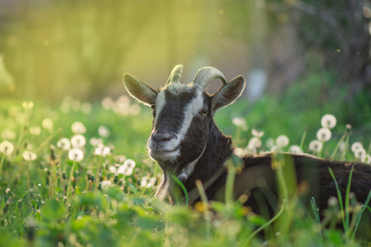 Black Goats Eating Grass Outdoor. Black Beautiful Cute Goat