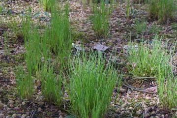 Hoffnung lässt nicht zu Schanden werden - Grasbüschel