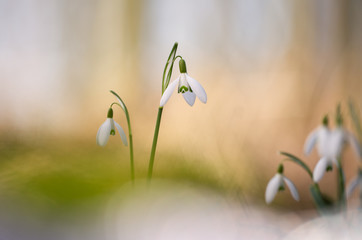 Galanthus - Snowdrops - Sneeuwklokjes