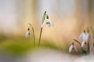 Foto auf Leinwand Galanthus - Schneeglöckchen - Schneeglöckchen © krist