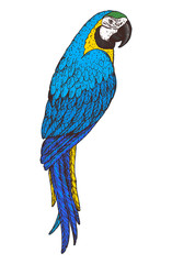Ara parrot vector illustration. Hand drawn parrot bird. Macaw colorful illustration.