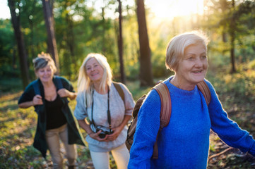 Senior women friends with camera walking outdoors in forest.
