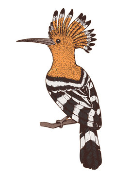 recommend clip art: Hoopoe vector illustration. Hand drawn hoopoe bird. Colorful illustration. Hoopoe sitting on a branch.