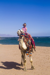 kid child and camel Caucasian girl sitting on a camel on the background of the sea and summer beach, the child travels on a camel in the desert on the shores of the red sea in Egypt.