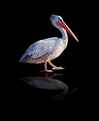 African pelican with his reflection isolated on black background. It's a walking bird. It is collection of wildlife photos.