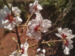 flores blancos y rosas