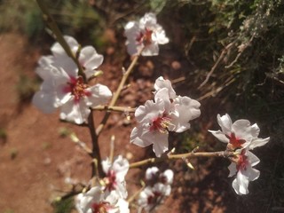 Flor de almendro muy bonita y de cerca