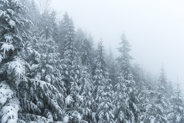 Frosty winter landscape. Fir trees covered with hoarfrost and snow in mountains.