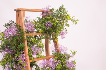 beautiful step ladder decorated with bushes of flowers on white background.