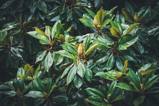 "Magnolia Buds" Images – Browse 270 Stock Photos, Vectors, and Video ...