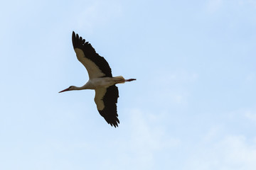 One white stork flying against the blue sky. 