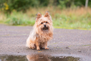 Dog, a cross between the Yorkshire Terrier. Sits to the will of a puddle.