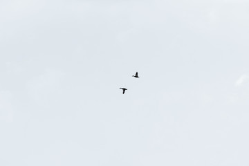 Minimasim. Two mallard ducks flying against the sky.