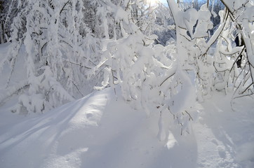 Trees covered with hoarfrost and snow in mountains